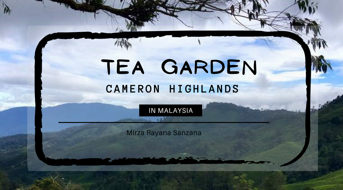 Cameron Highlands Trip Malaysia
